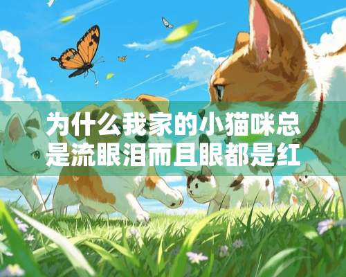 为什么我家的小猫咪总是流眼泪而且眼都是红的