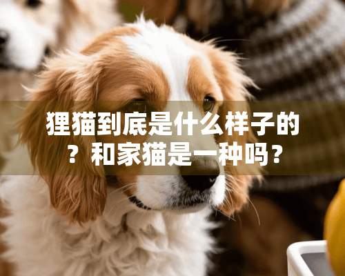 狸猫到底是什么样子的？和家猫是一种吗？