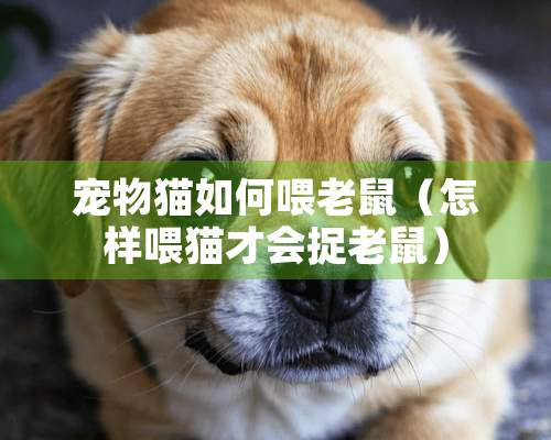 宠物猫如何喂老鼠（怎样喂猫才会捉老鼠）