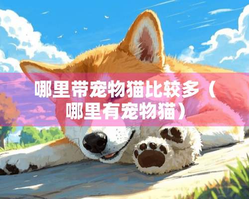 哪里带宠物猫比较多（哪里有宠物猫）