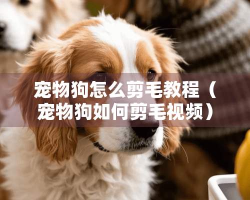 宠物狗怎么剪毛教程（宠物狗如何剪毛视频）