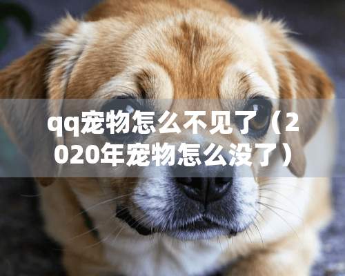 qq宠物怎么不见了（2020年宠物怎么没了）