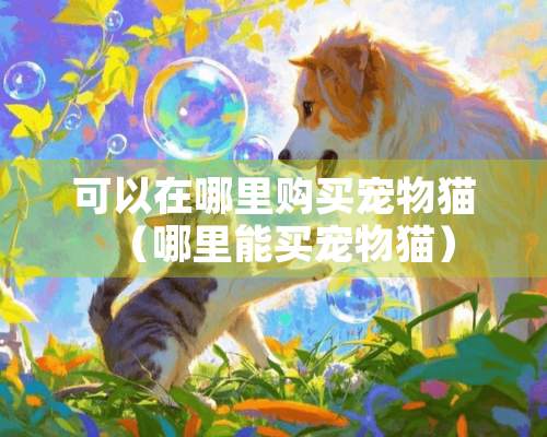 可以在哪里购买宠物猫（哪里能买宠物猫）