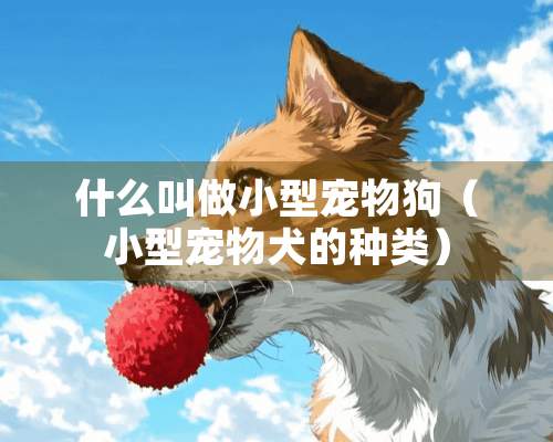 什么叫做小型宠物狗（小型宠物犬的种类）