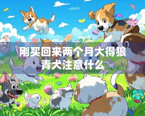 刚买回来两个月大得狼青犬注意什么