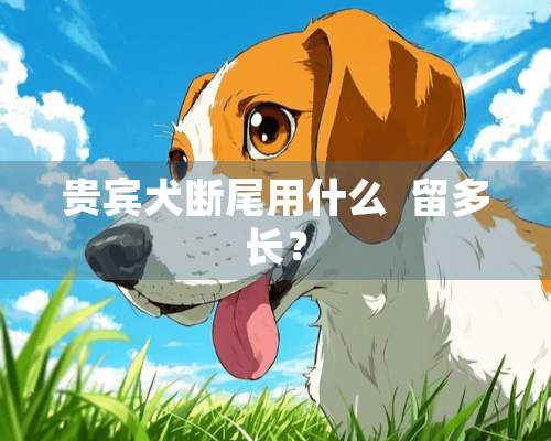 贵宾犬断尾用什么  留多长？