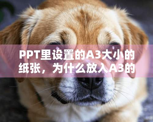 PPT里设置的A3大小的纸张，为什么放入A3的图片会出现上下有白边