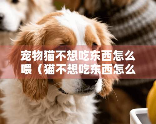 宠物猫不想吃东西怎么喂（猫不想吃东西怎么办）