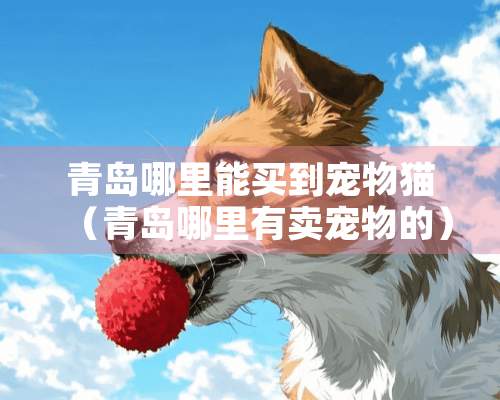 青岛哪里能买到宠物猫（青岛哪里有卖宠物的）