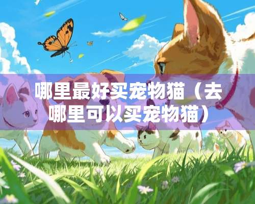 哪里最好买宠物猫（去哪里可以买宠物猫）