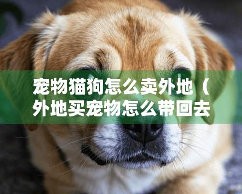 宠物猫狗怎么卖外地（外地买宠物怎么带回去）