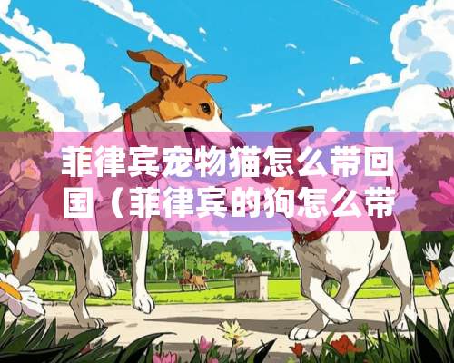 菲律宾宠物猫怎么带回国（菲律宾的狗怎么带回国内）