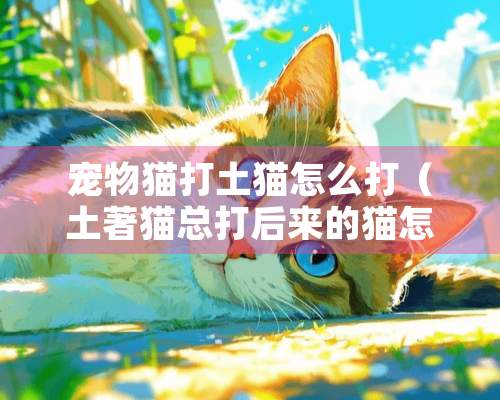 宠物猫打土猫怎么打（土著猫总打后来的猫怎么办）