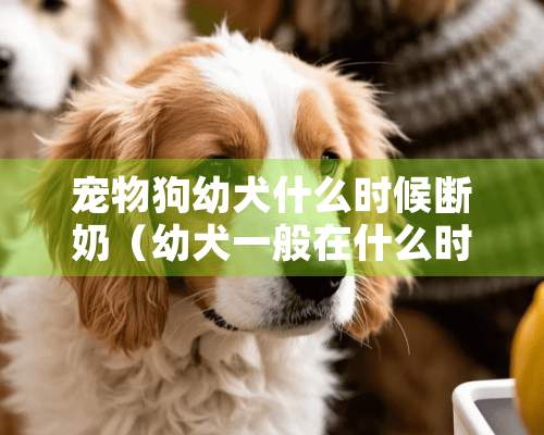 宠物狗幼犬什么时候断奶（幼犬一般在什么时候开始断奶）