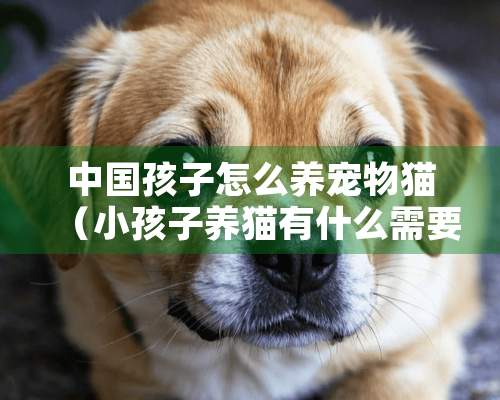 中国孩子怎么养宠物猫（小孩子养猫有什么需要注意的地方）