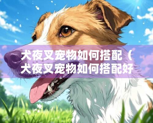 犬夜叉宠物如何搭配（犬夜叉宠物如何搭配好看）