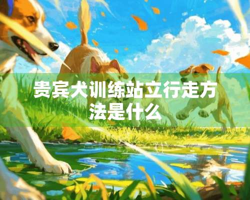 贵宾犬训练站立行走方法是什么