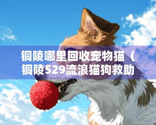 铜陵哪里回收宠物猫（铜陵529流浪猫狗救助站电话）