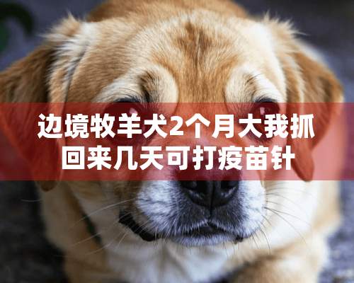 边境牧羊犬2个月大我抓回来几天可打**针