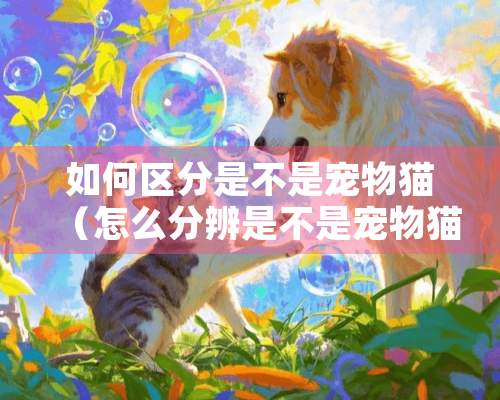 如何区分是不是宠物猫（怎么分辨是不是宠物猫）