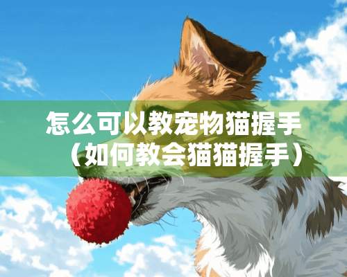 怎么可以教宠物猫握手（如何教会猫猫握手）