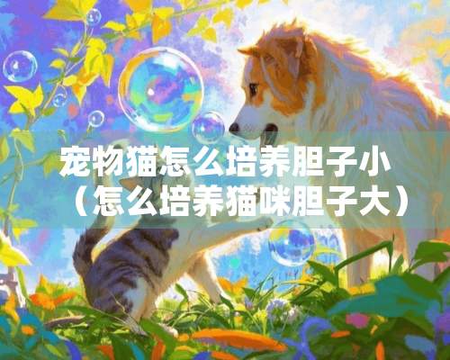 宠物猫怎么培养胆子小（怎么培养猫咪胆子大）