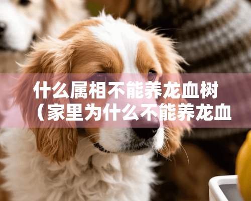 什么属相不能养龙血树（家里为什么不能养龙血树）