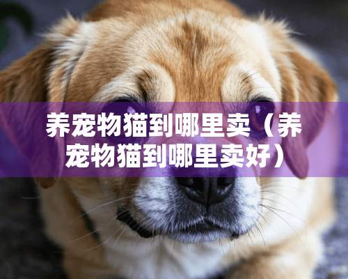 养宠物猫到哪里卖（养宠物猫到哪里卖好）