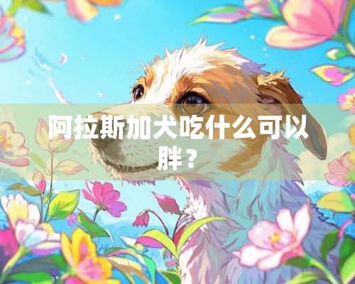 阿拉斯加犬吃什么可以胖？