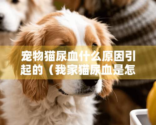 宠物猫尿血什么原因引起的（我家猫尿血是怎么回事）