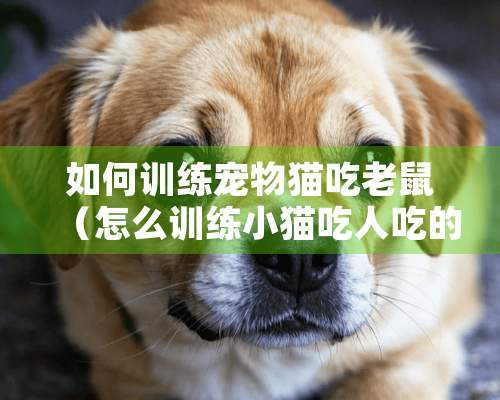 如何训练宠物猫吃老鼠（怎么训练小猫吃人吃的饭）