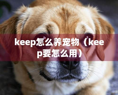 keep怎么养宠物（keep要怎么用）