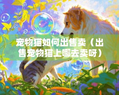 宠物猫如何出售卖（出售宠物猫上哪去卖呀）