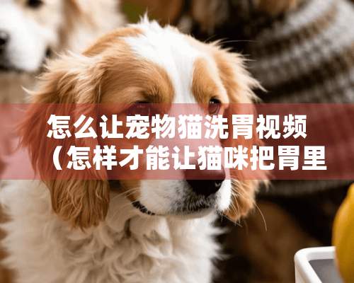 怎么让宠物猫洗胃视频（怎样才能让猫咪把胃里的东西全部吐出来）