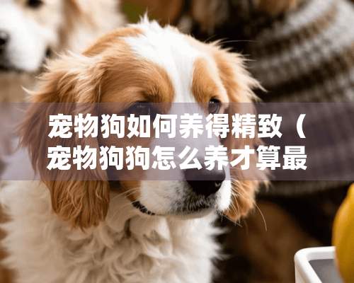 宠物狗如何养得精致（宠物狗狗怎么养才算最好）