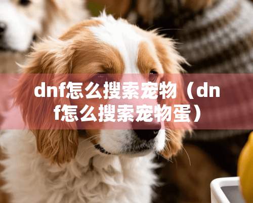 dnf怎么搜索宠物（dnf怎么搜索宠物蛋）