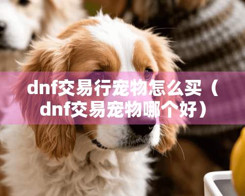 dnf交易行宠物怎么买（dnf交易宠物哪个好）