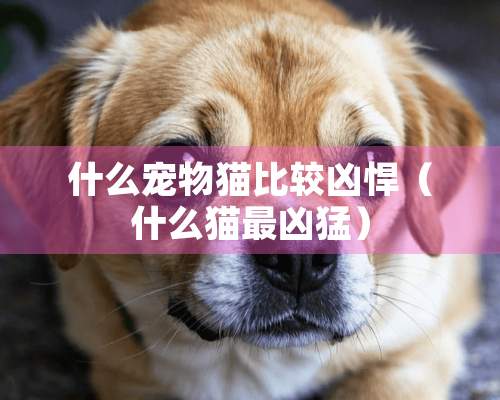 什么宠物猫比较凶悍（什么猫最凶猛）