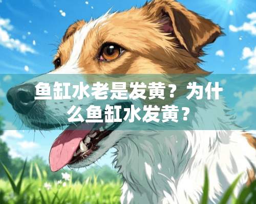 鱼缸水老是发黄？为什么鱼缸水发黄？