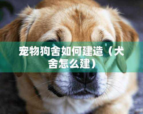 宠物狗舍如何建造（犬舍怎么建）