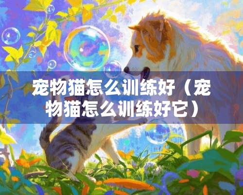 宠物猫怎么训练好（宠物猫怎么训练好它）