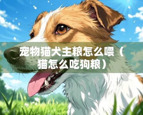 宠物猫犬主粮怎么喂（猫怎么吃狗粮）