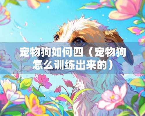 宠物狗如何四（宠物狗怎么训练出来的）