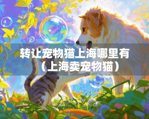 转让宠物猫上海哪里有（上海卖宠物猫）