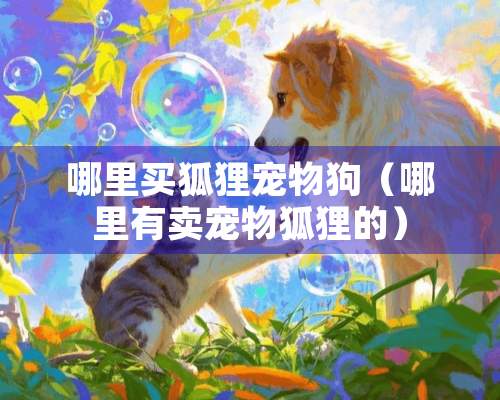 哪里买狐狸宠物狗（哪里有卖宠物狐狸的）