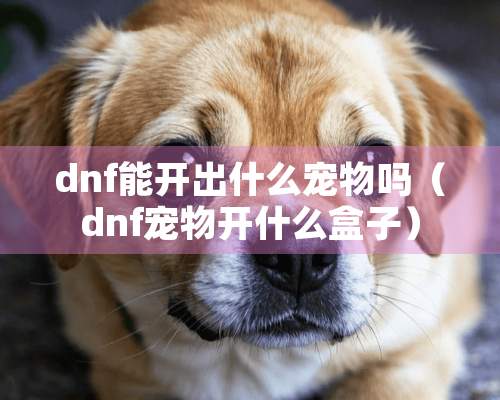 dnf能开出什么宠物吗（dnf宠物开什么盒子）