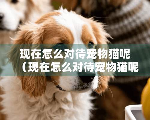 现在怎么对待宠物猫呢（现在怎么对待宠物猫呢英语）