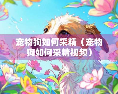 宠物狗如何采精（宠物狗如何采精视频）