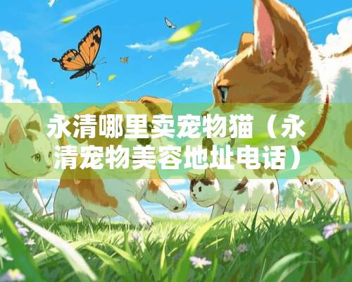 永清哪里卖宠物猫（永清宠物美容地址电话）