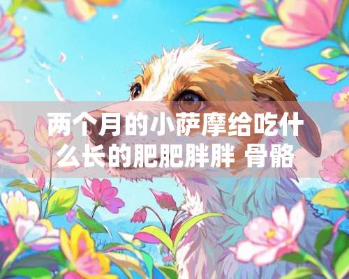 两个月的小萨摩给吃什么长的肥肥胖胖 骨骼